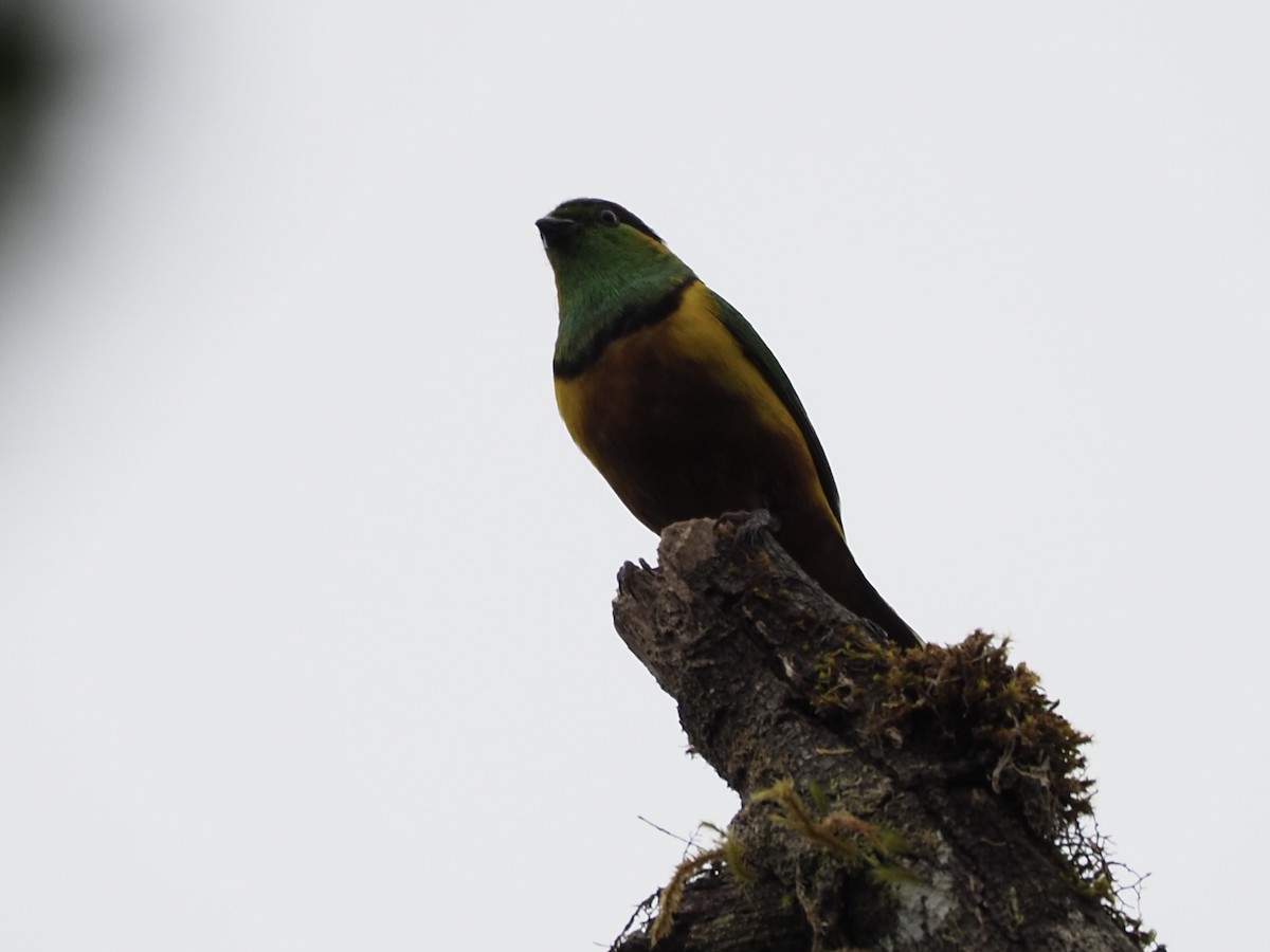 Chestnut-breasted Chlorophonia - ML413275131