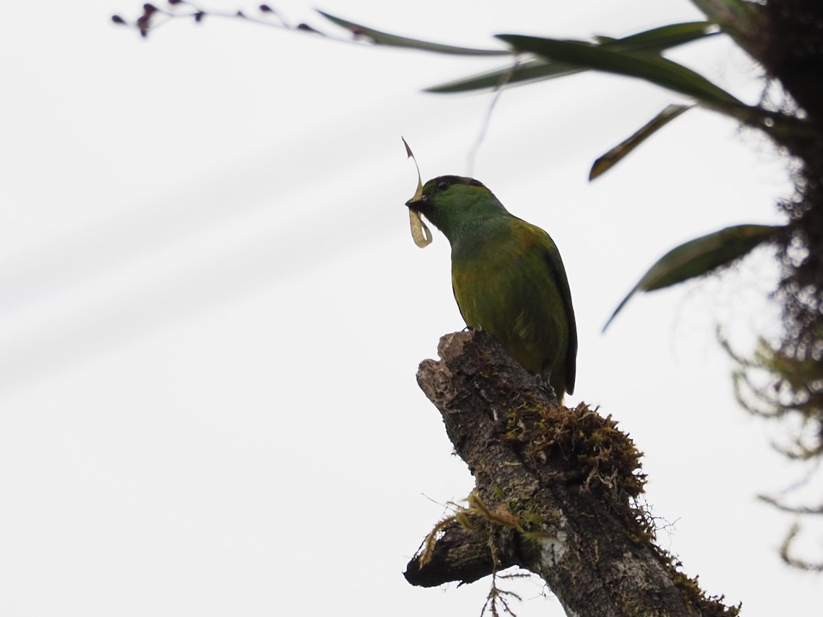Chestnut-breasted Chlorophonia - ML413275151