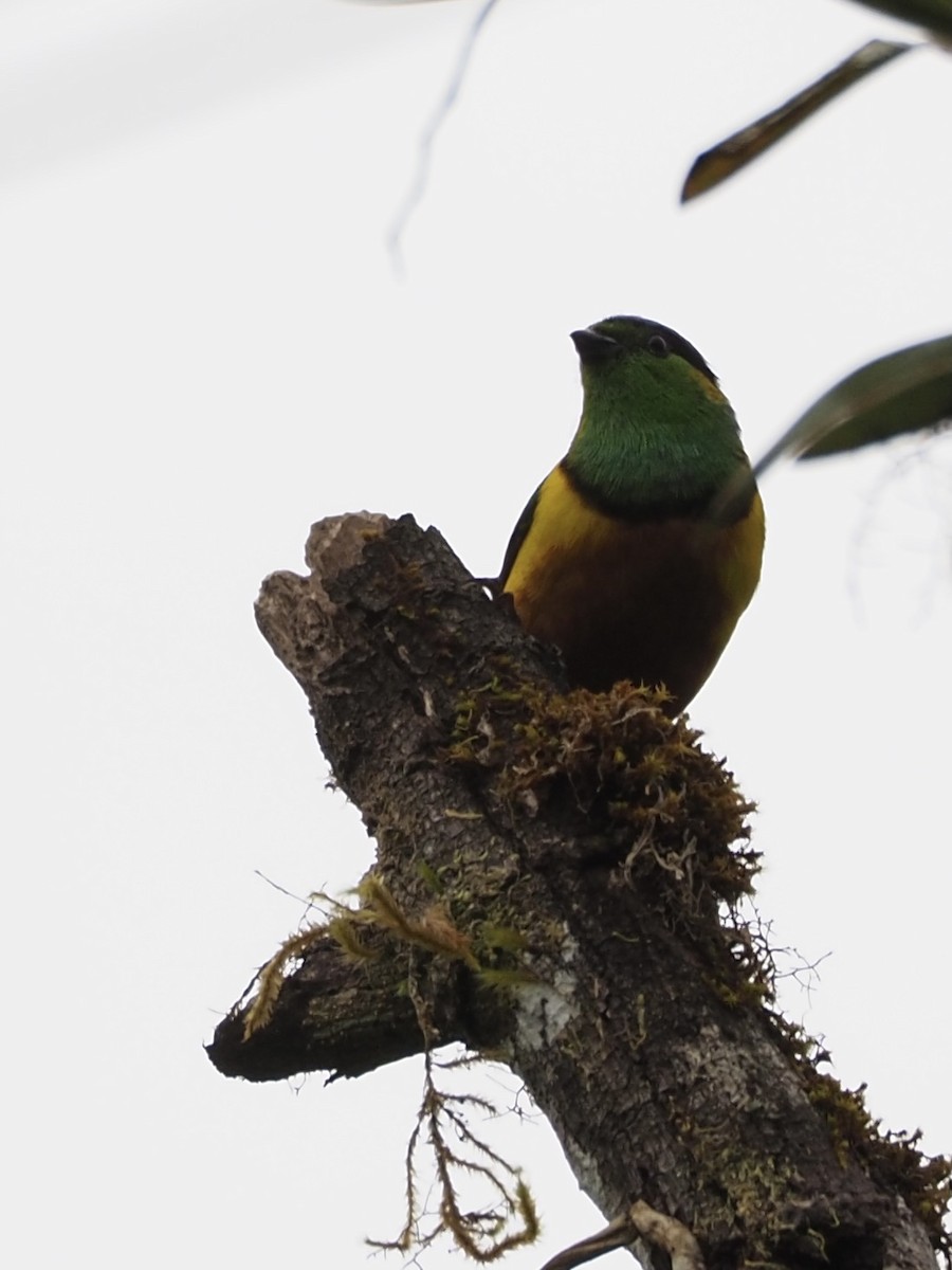 Chestnut-breasted Chlorophonia - ML413275201