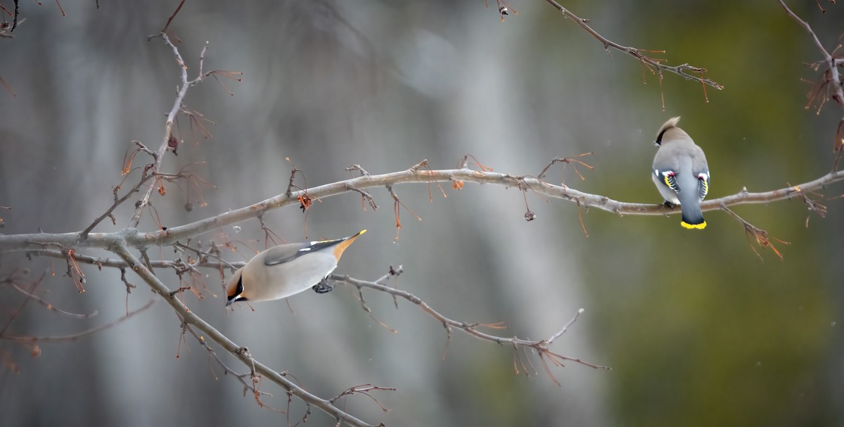 Bohemian Waxwing - ML413278151