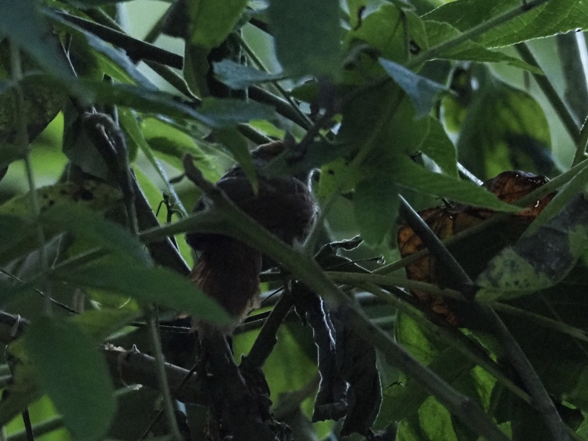 Azara's Spinetail - ML413278571