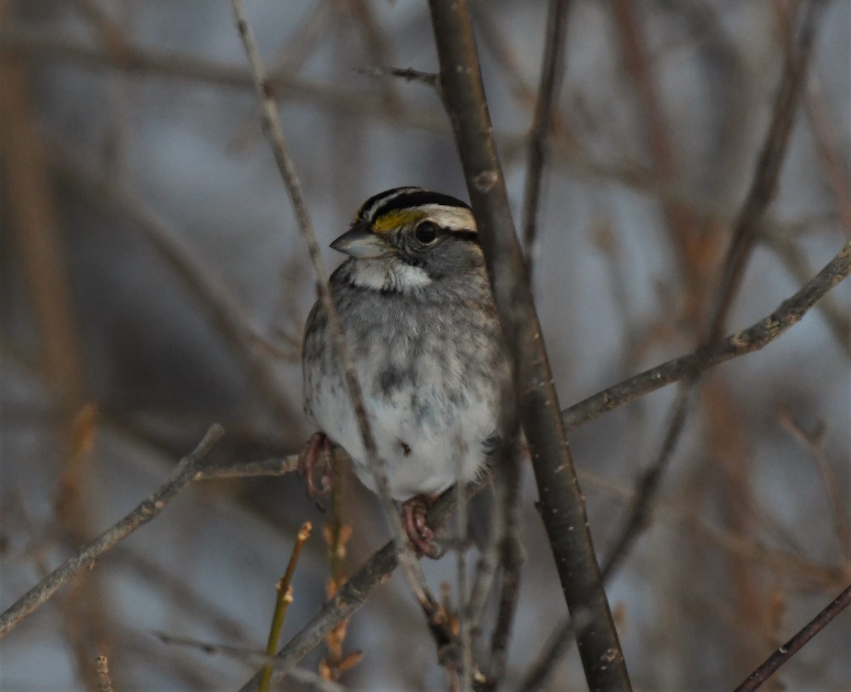 White-throated Sparrow - Estela Quintero-Weldon