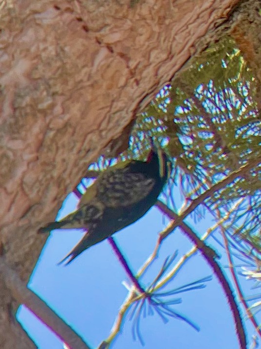 Williamson's Sapsucker - ML413279421