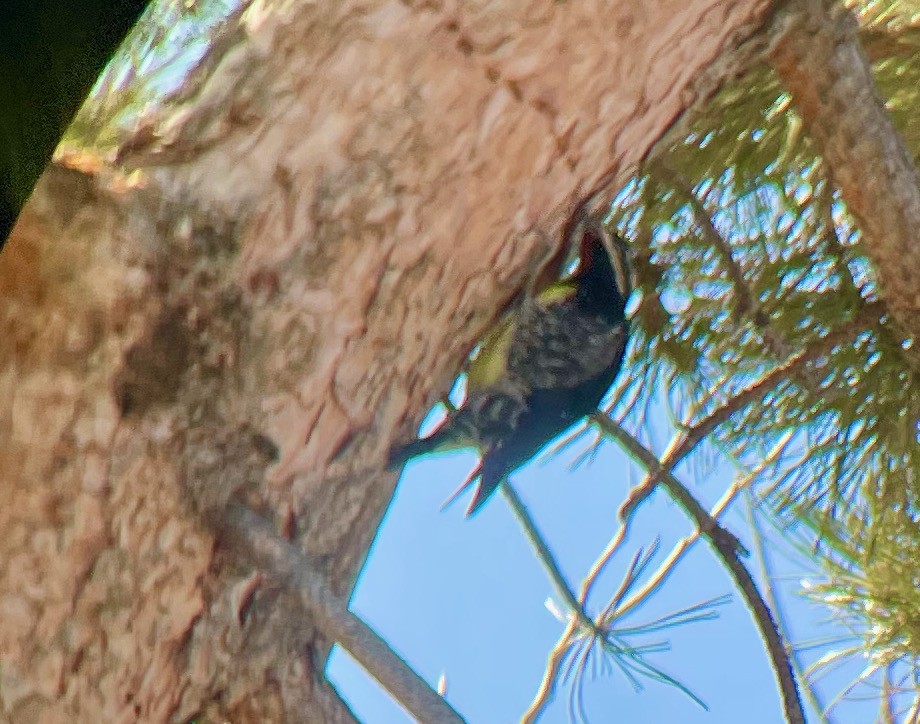 Williamson's Sapsucker - ML413279441