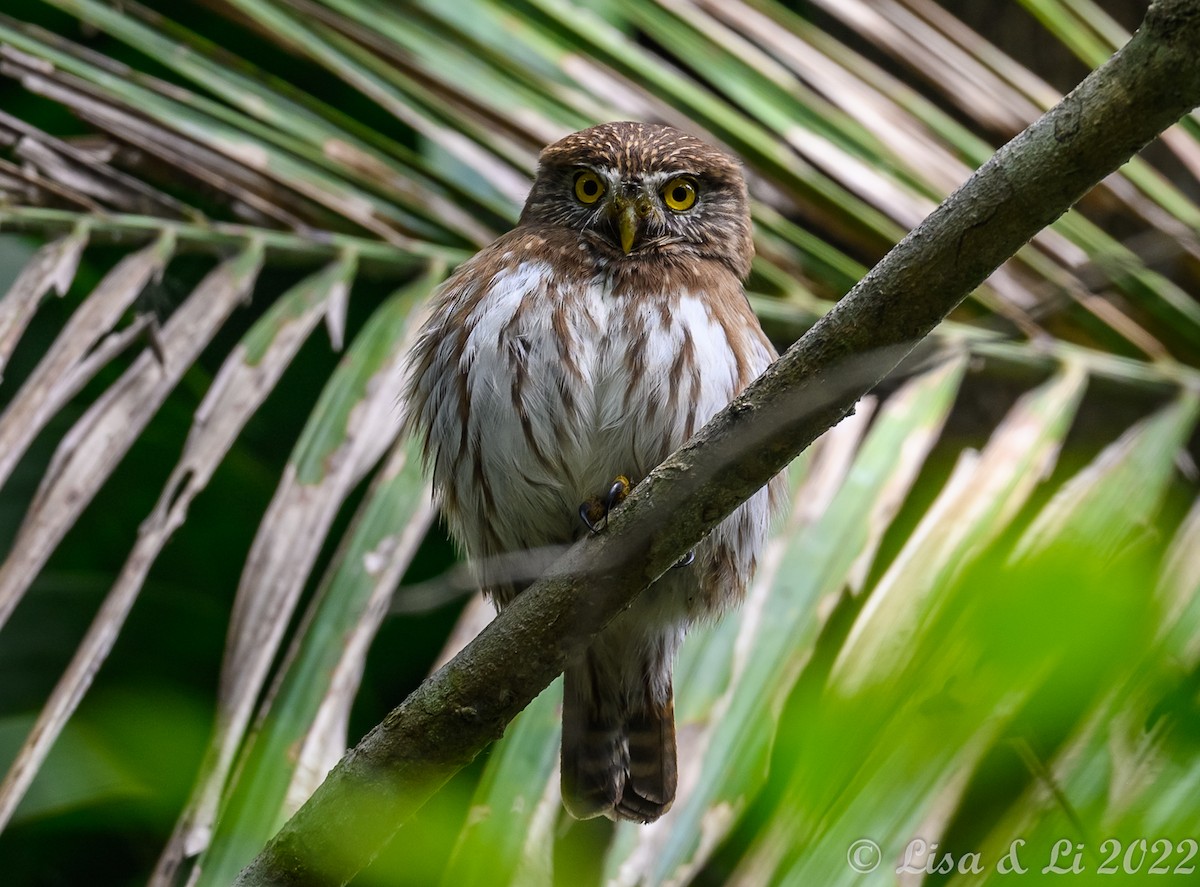 Ferruginous Pygmy-Owl - ML413279931