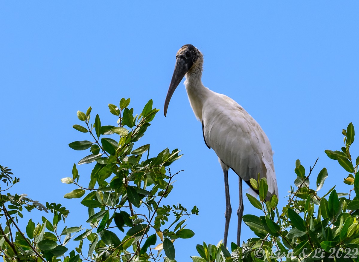 Wood Stork - ML413280361