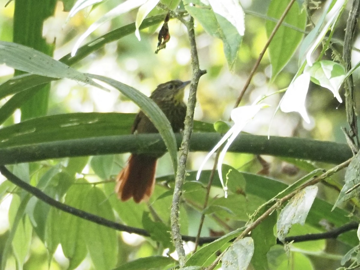 Rusty-winged Barbtail - Kelly Siderio