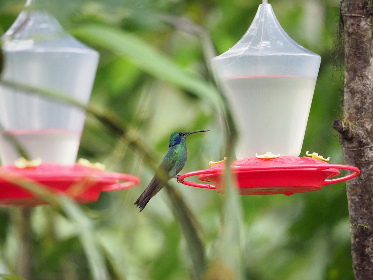 Colibrí Oreja Violeta Menor - ML413282271