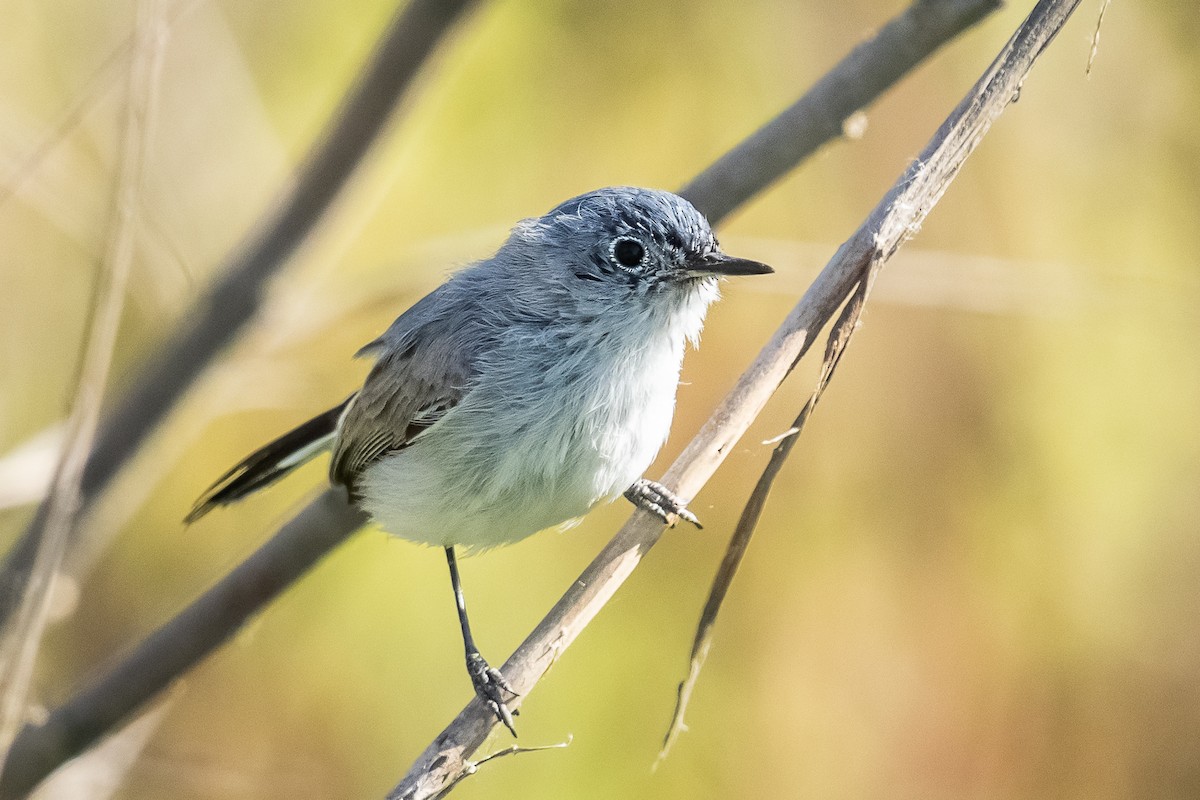 Blue-gray Gnatcatcher - Jorge  Macias