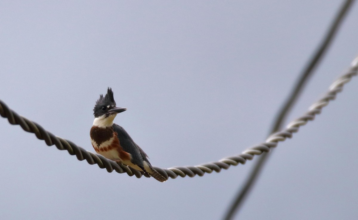 Belted Kingfisher - ML413284481