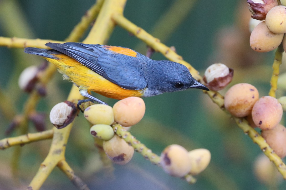 Orange-bellied Flowerpecker - ML413284581