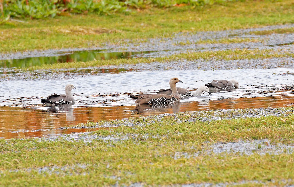 Upland Goose - Peter Candido