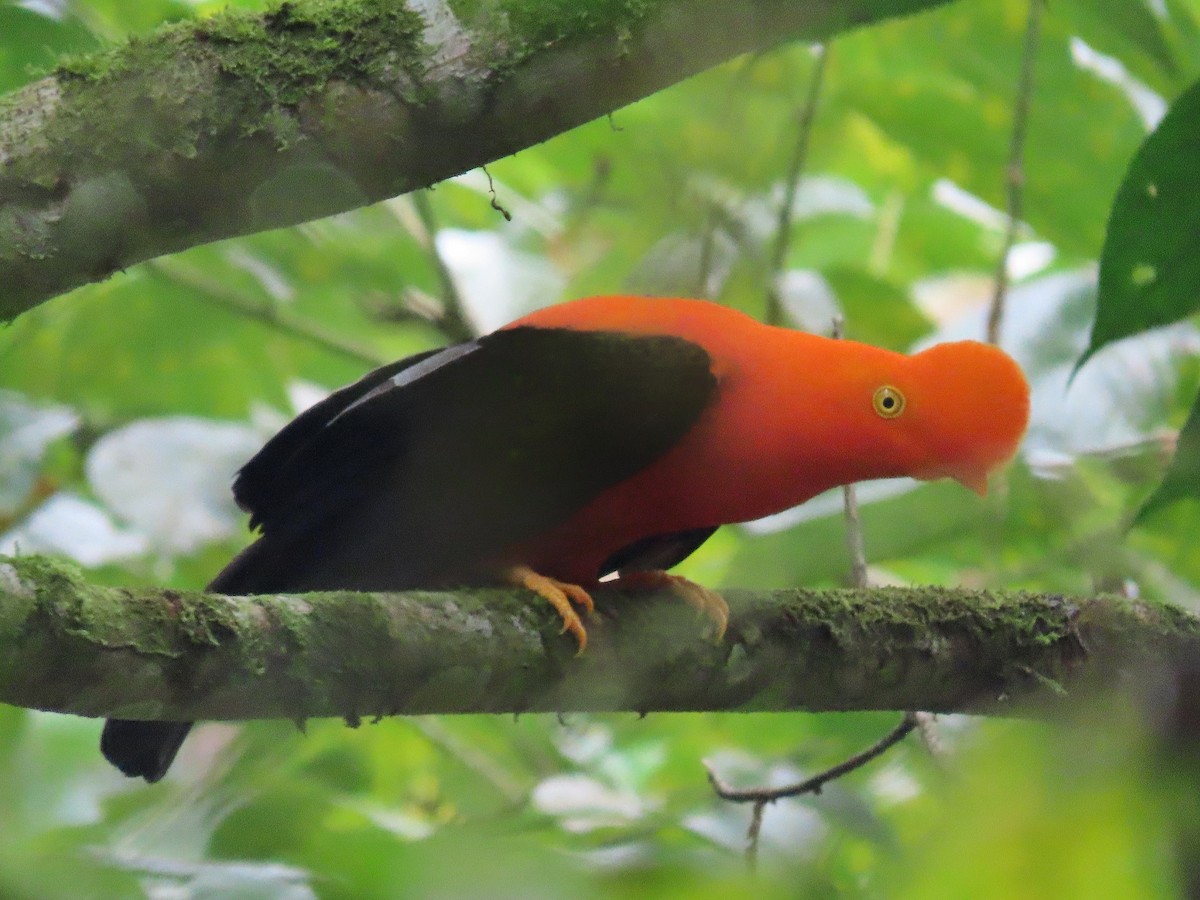 Andean Cock-of-the-rock - ML413284961