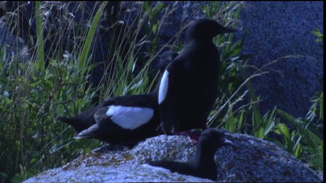 Black Guillemot - ML413285