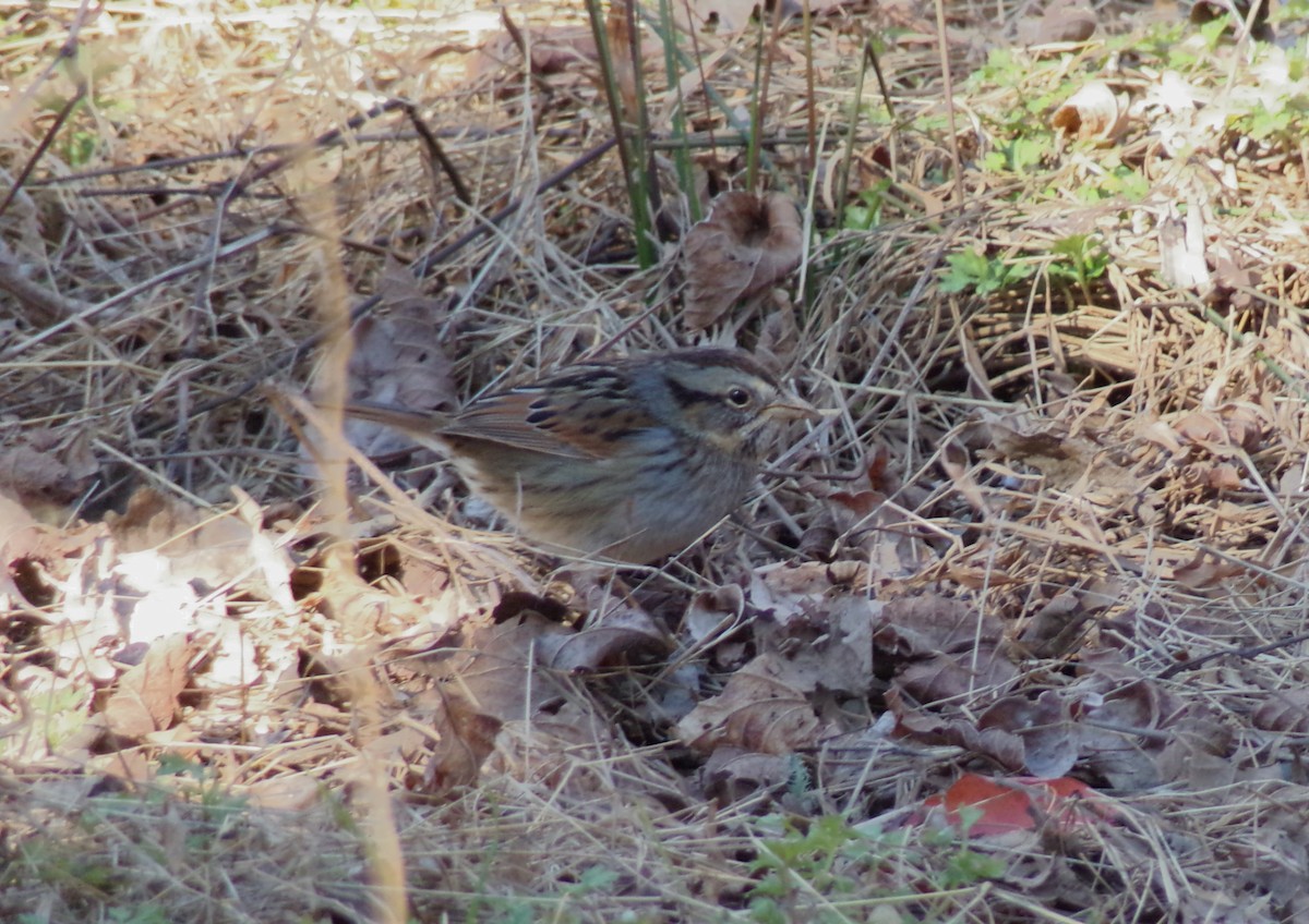 Swamp Sparrow - Daniel Cribb