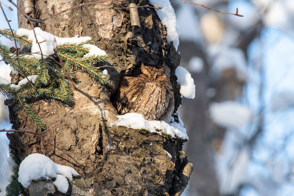 Western Screech-Owl - ML413286691