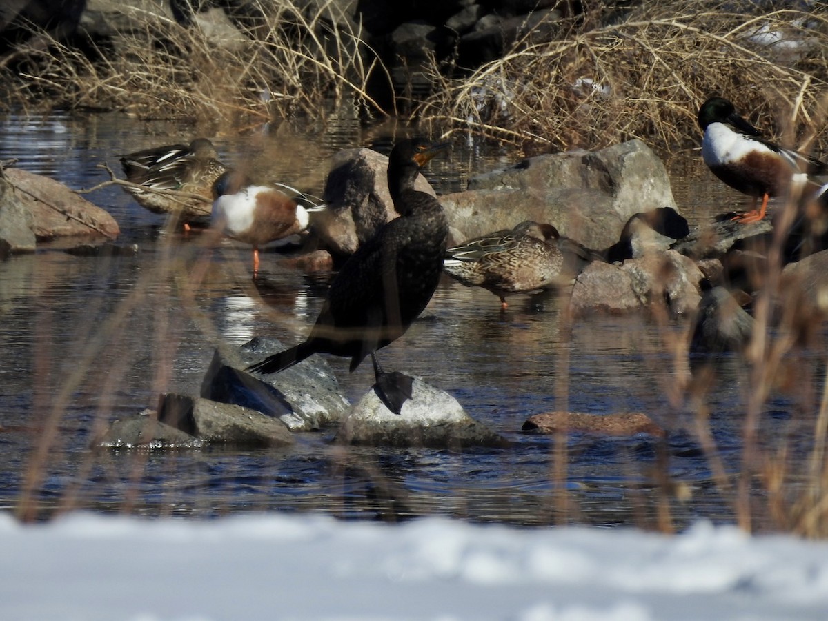 Double-crested Cormorant - ML413288051