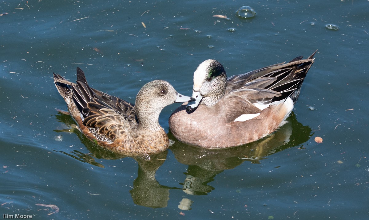 American Wigeon - ML413288841