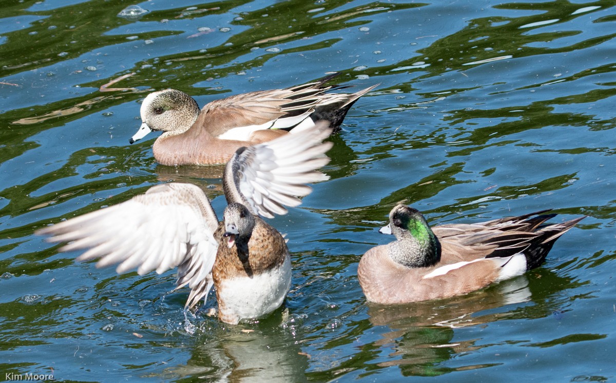 American Wigeon - ML413288851