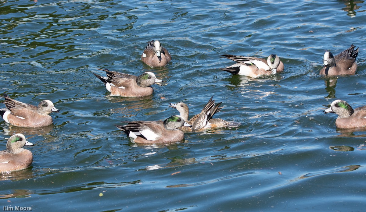 American Wigeon - Kim Moore