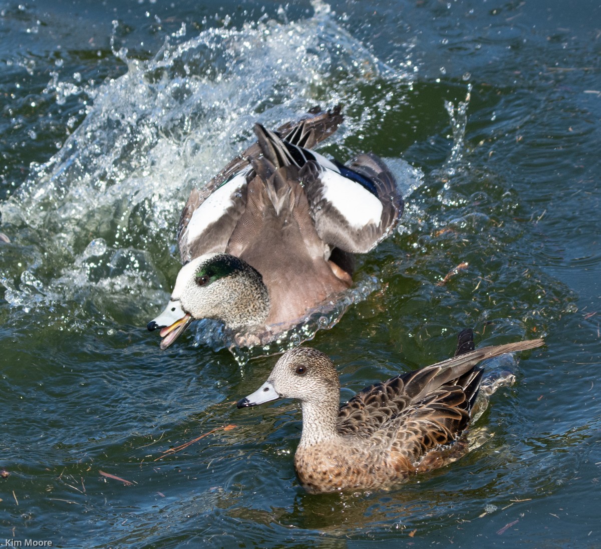 American Wigeon - ML413288891