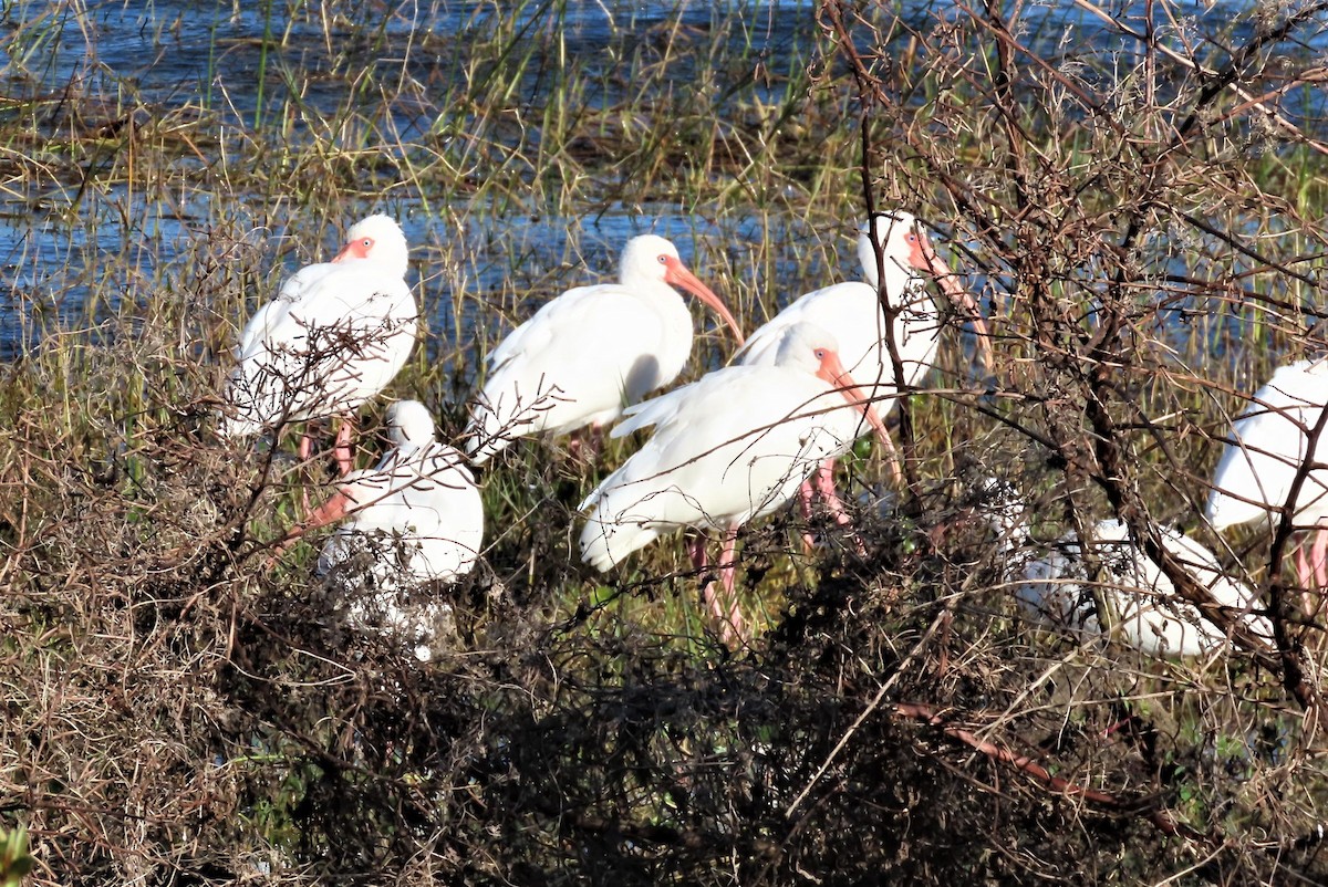 White Ibis - ML413289131