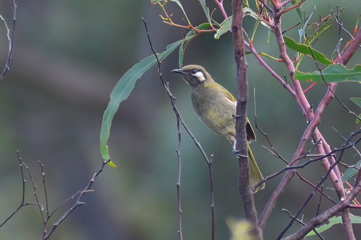 White-eared Honeyeater - ML413289531