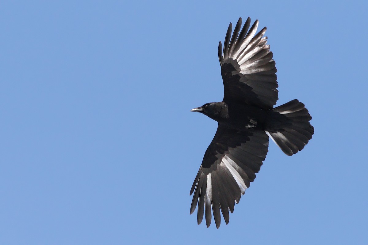 American Crow - ML413290101