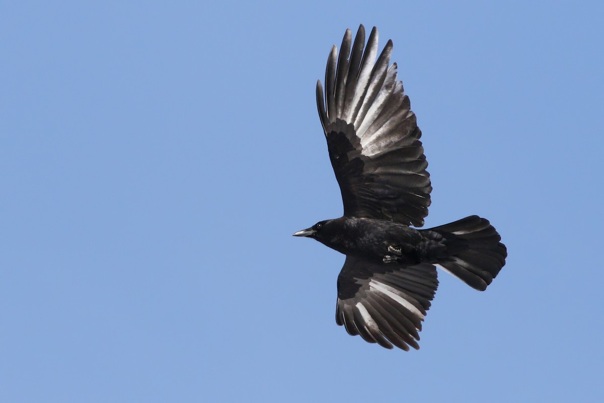 American Crow - ML413290231