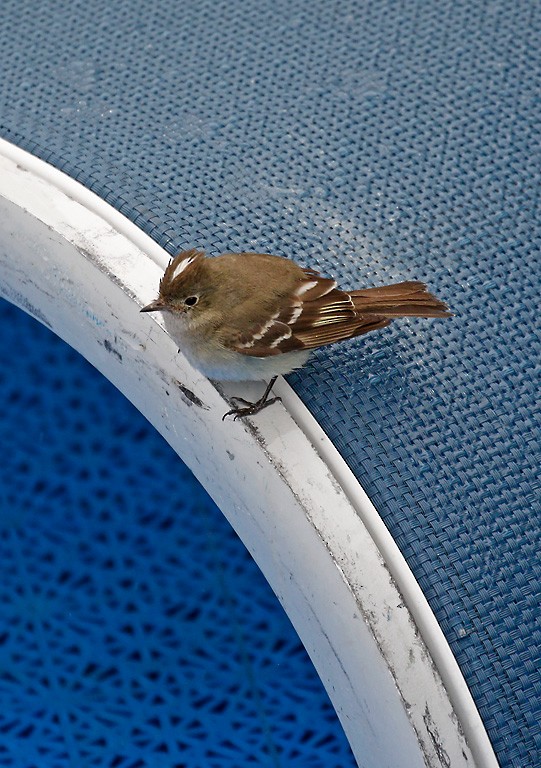 White-crested Elaenia - Peter Candido