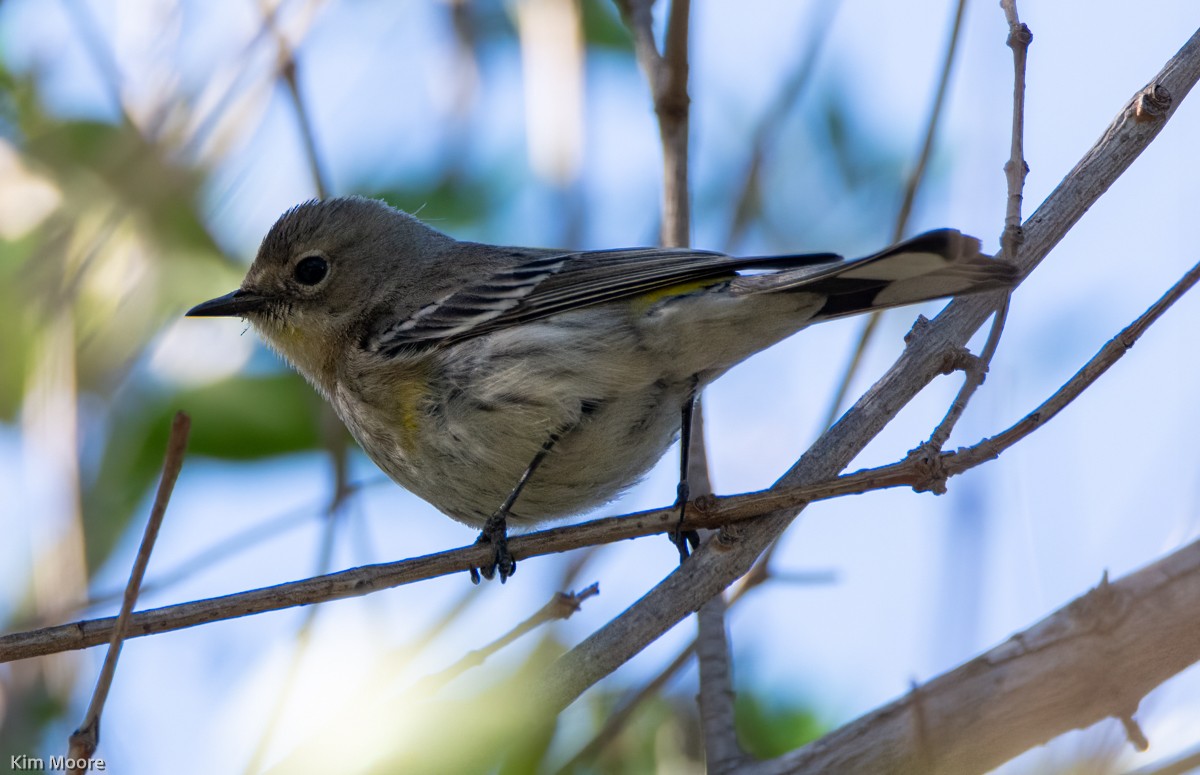 Yellow-rumped Warbler - ML413290481