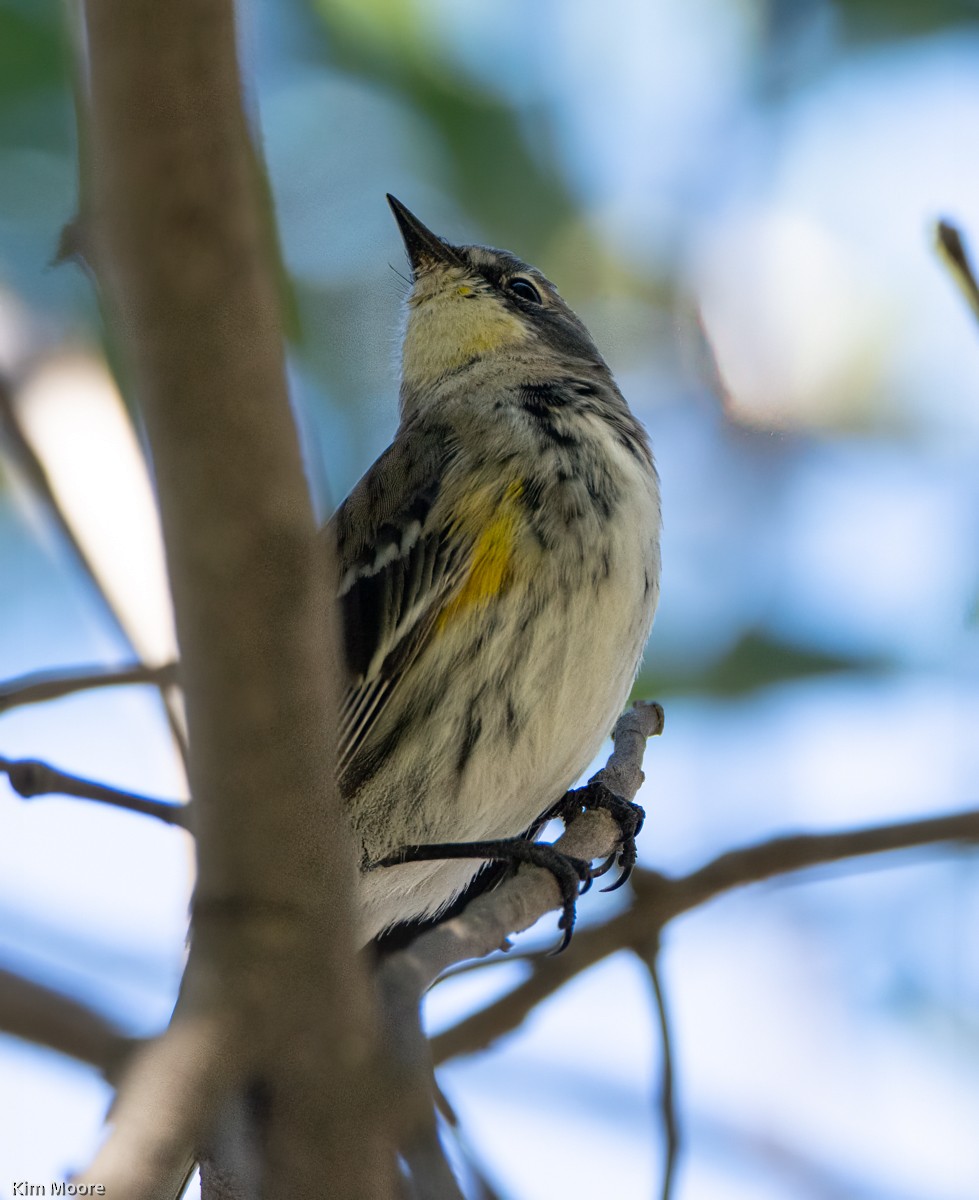 Yellow-rumped Warbler - ML413290491