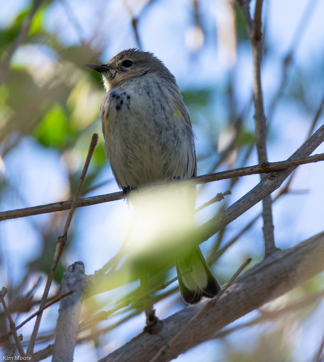 Yellow-rumped Warbler - ML413290501