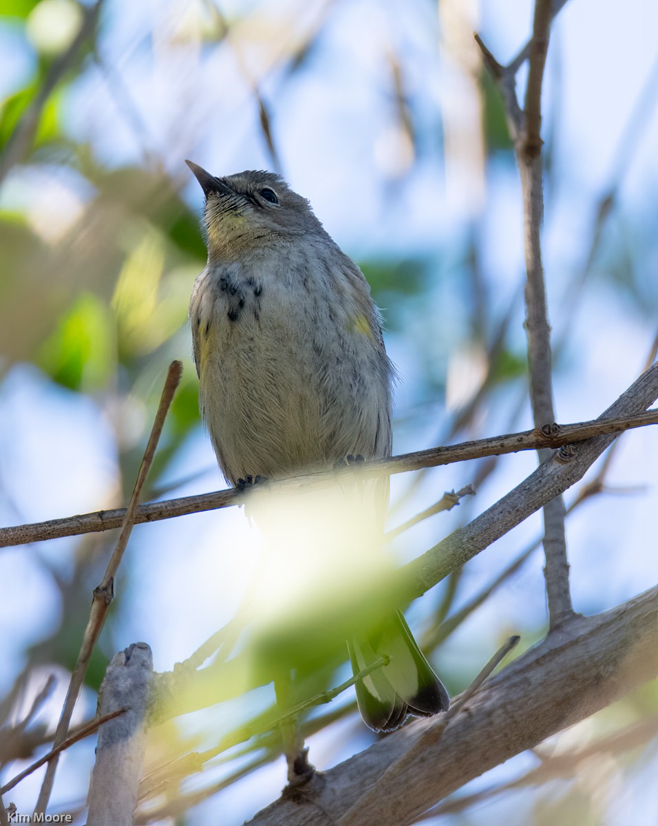 Yellow-rumped Warbler - ML413290511