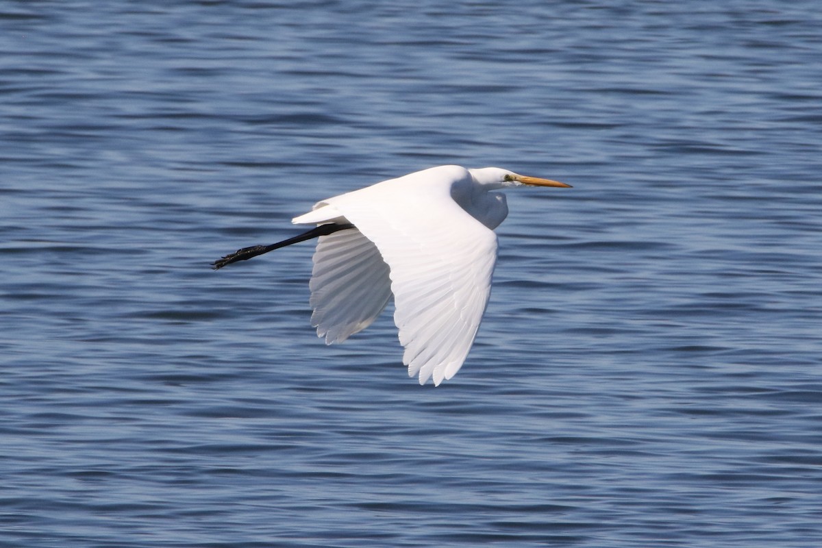 Great Egret - ML41329101