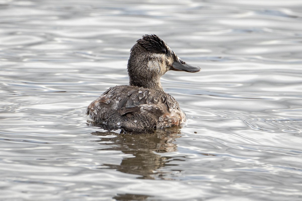 Ruddy Duck - ML413291671