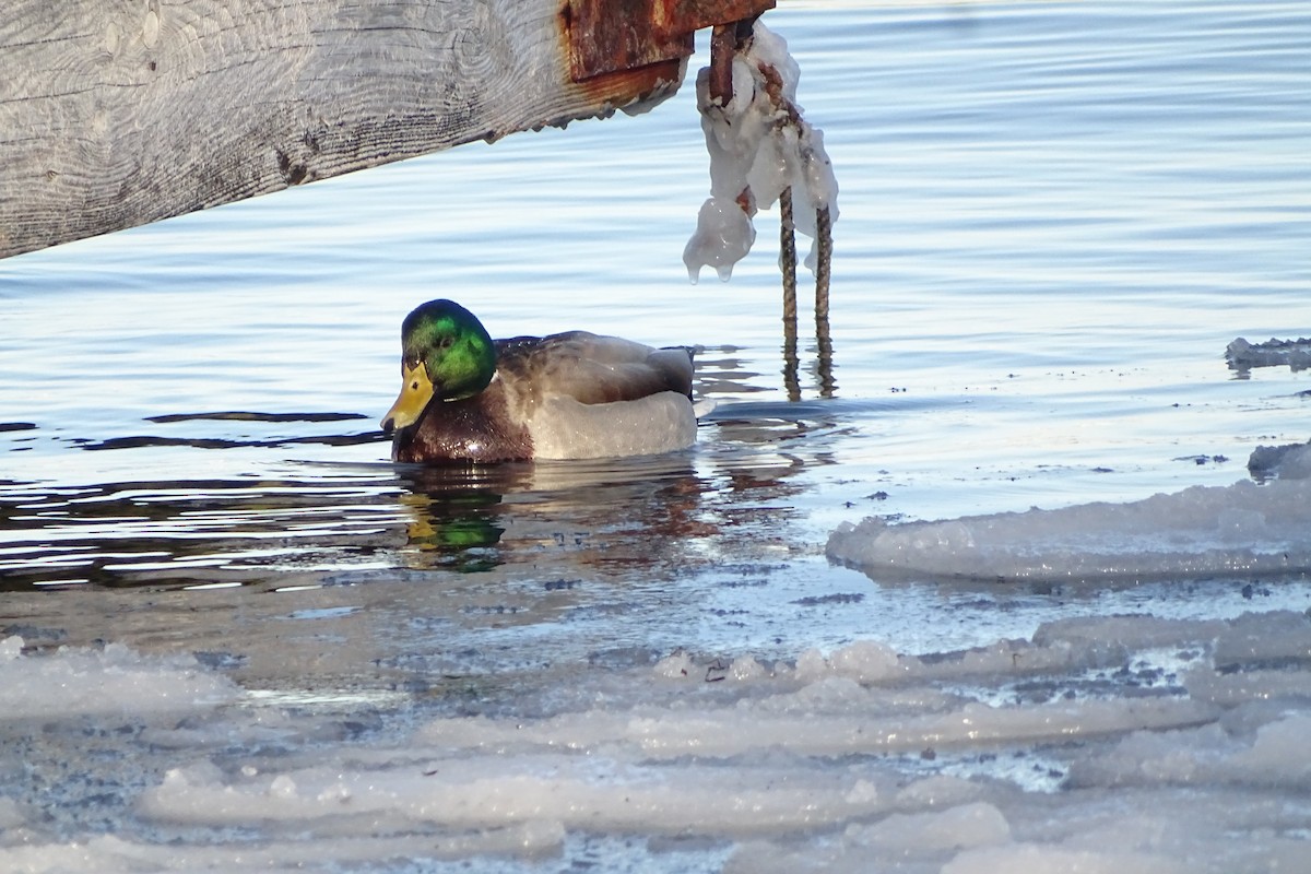 綠頭鴨 - ML413292701