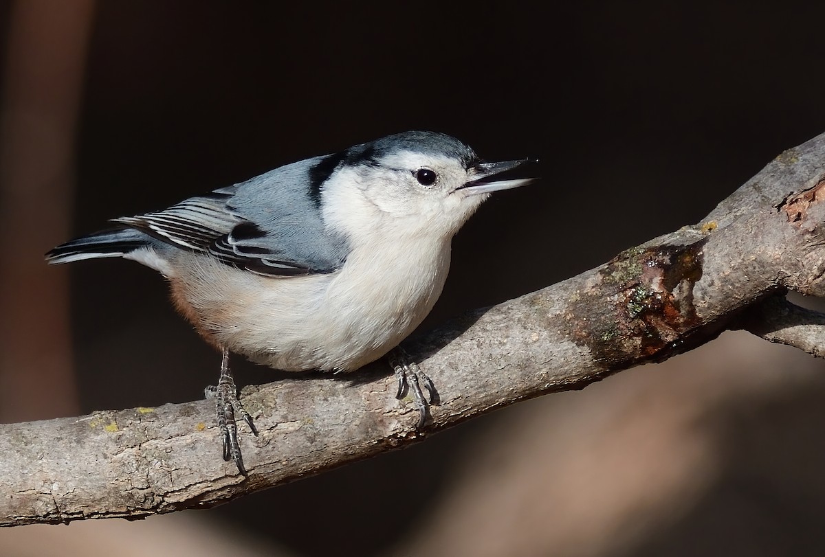 hvitbrystspettmeis (carolinensis) - ML413293061