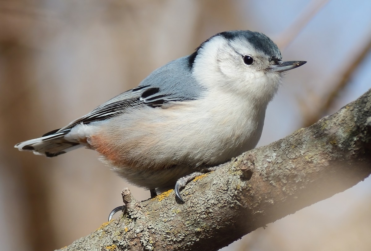 White-breasted Nuthatch (Eastern) - ML413293071