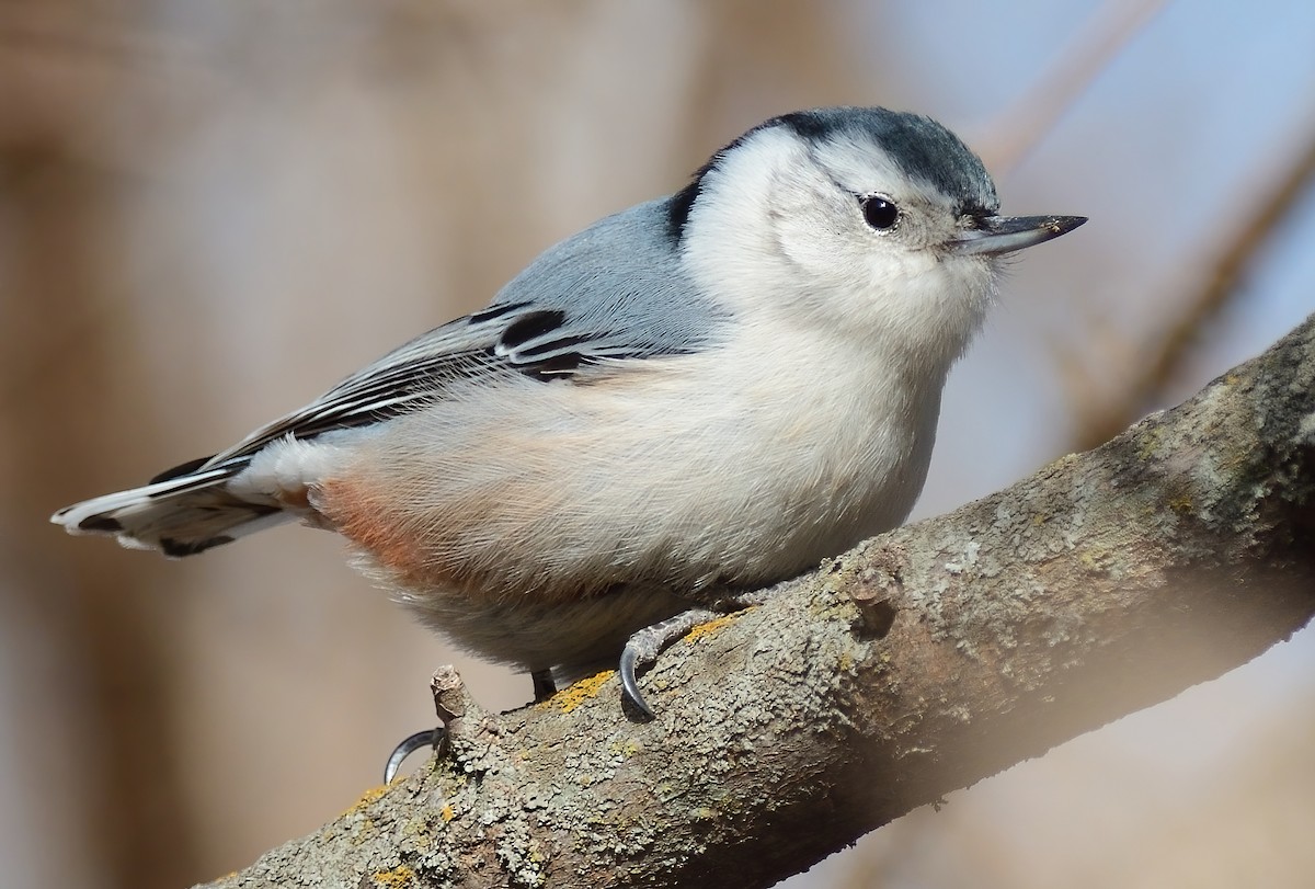 hvitbrystspettmeis (carolinensis) - ML413293071