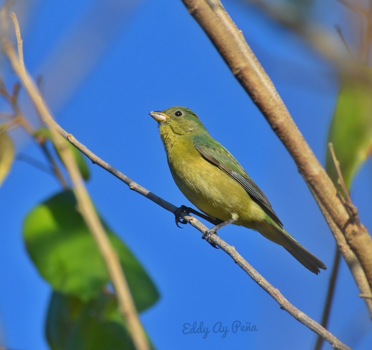 Painted Bunting - ML413293351