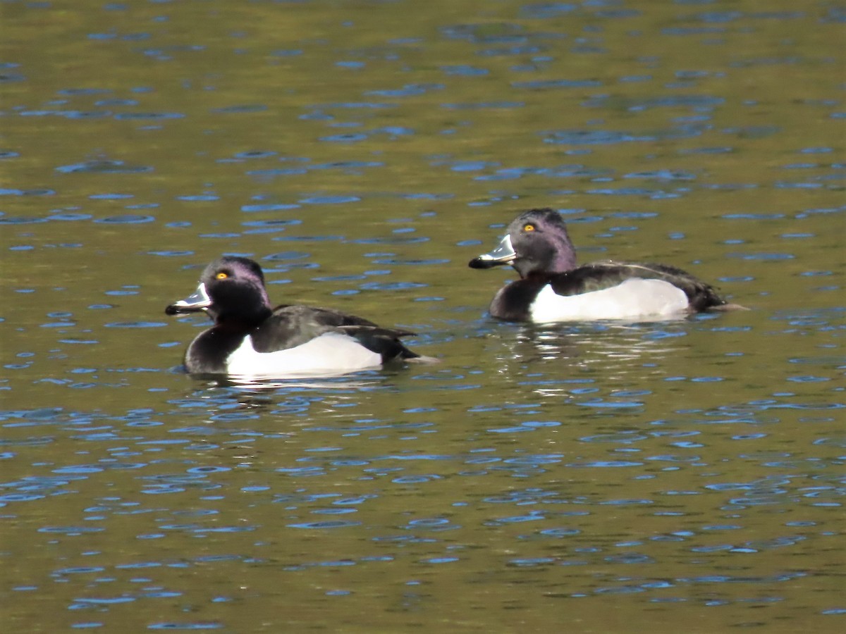 Ring-necked Duck - ML413294611