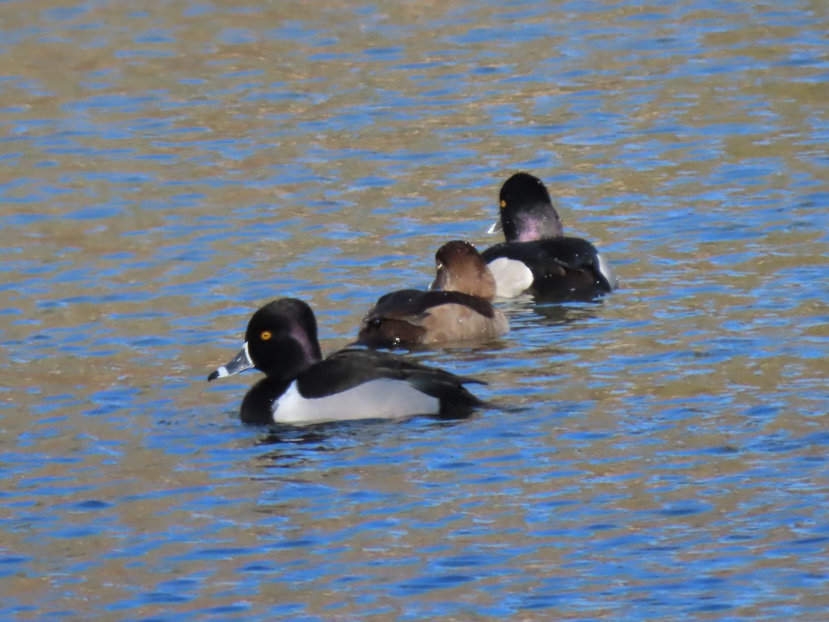 Ring-necked Duck - ML413294621