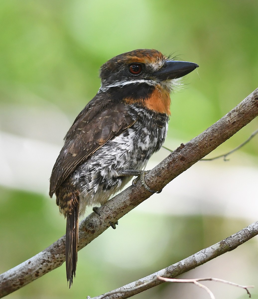 Spotted Puffbird - Joshua Vandermeulen