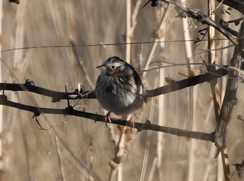 Savannah Sparrow - ML413296941