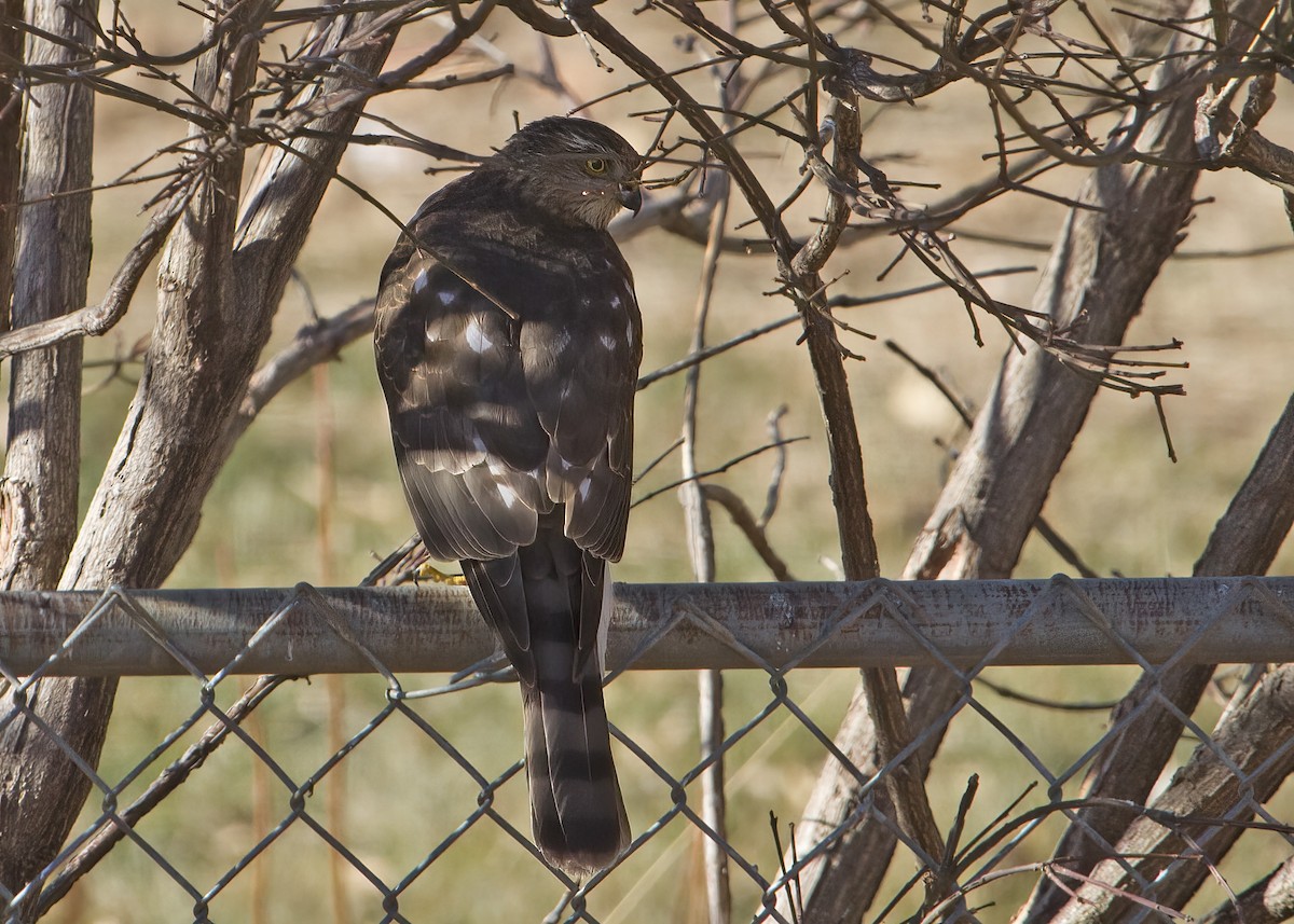 Sharp-shinned Hawk - ML413298081