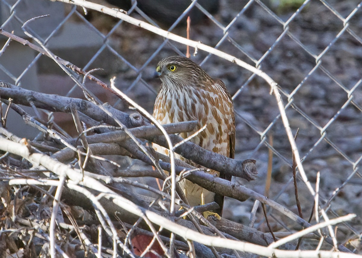 Sharp-shinned Hawk - ML413298091