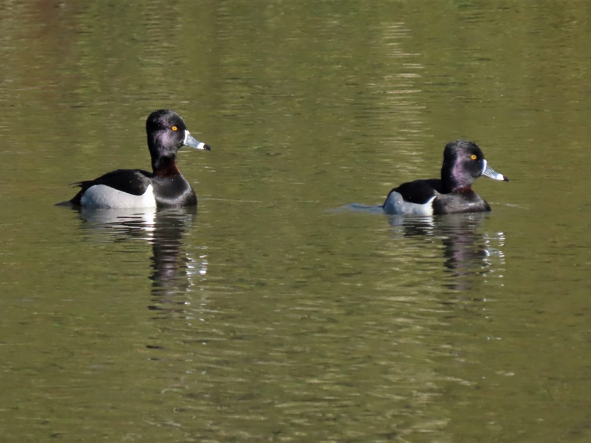 Ring-necked Duck - ML413298571