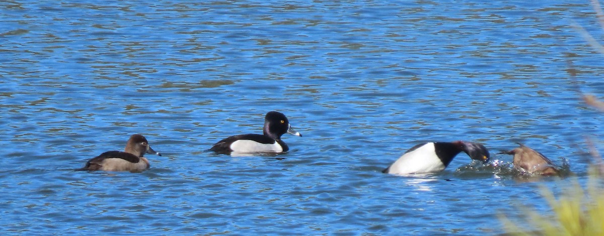 Ring-necked Duck - ML413298581