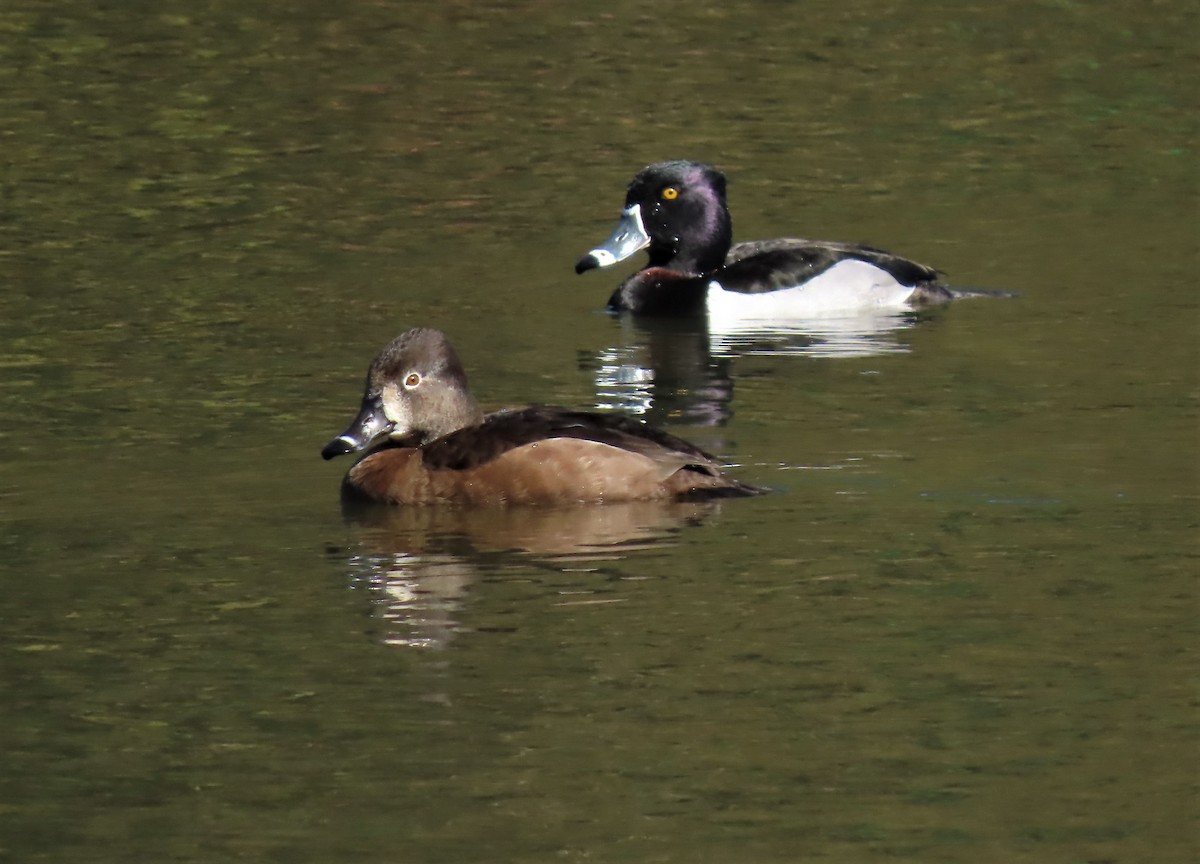 Ring-necked Duck - ML413298591